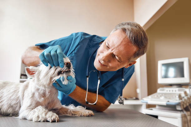Best Dentist Open Late Near Me  in Bushnell, IL